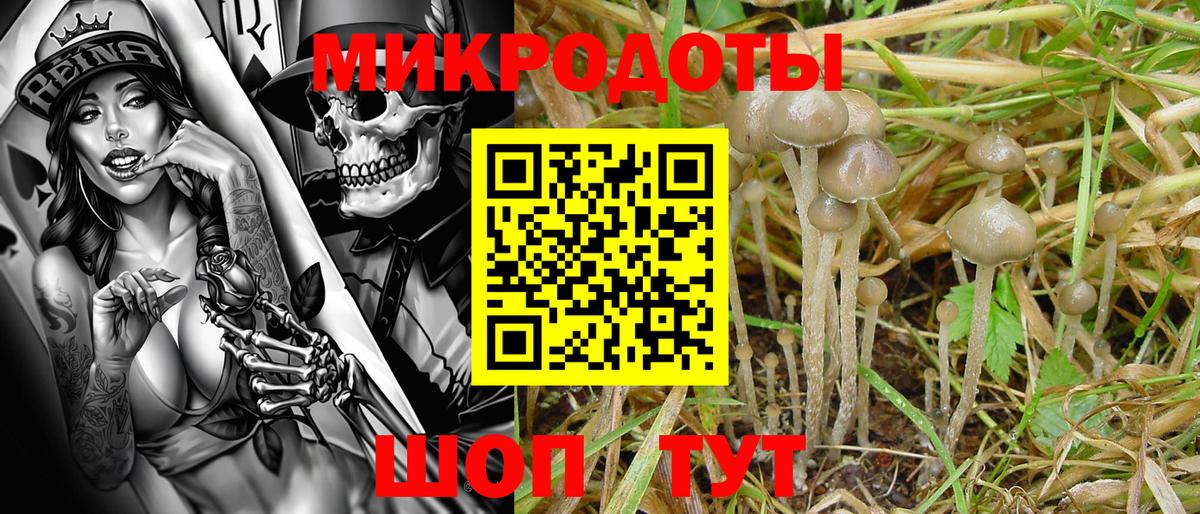 Галлюциногенные грибы Psilocybine cubensis Печора